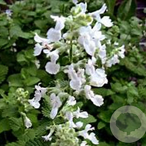 Nepeta 'Alba' GM P9 BIO