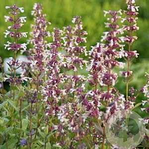 Nepeta 'Florina' GM P9 BIO