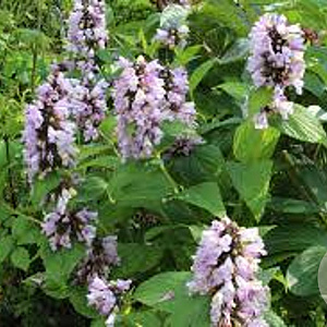 Nepeta subsessilis 'Sweet Dreams' GM P9 BIO