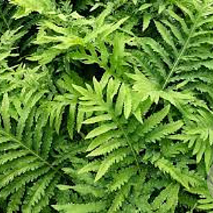 Onoclea sensibilis GM P9 BIO