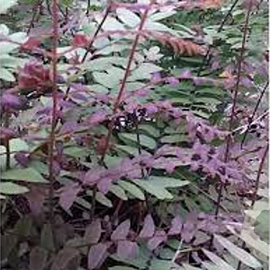 Osmunda regalis 'Purpurascens' GM P9 BIO