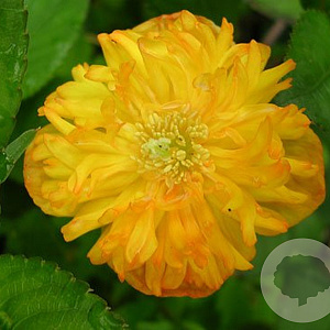 Papaver cambricum GM P9 BIO