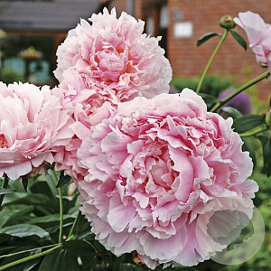 Paeonia (LD) 'Sarah Bernhardt' GM P9 BIO