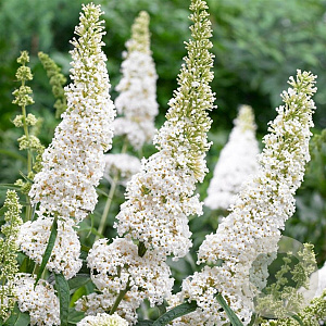 Buddleja d. 'White Profusion' 40-60 cm wortelgoed 2-jarig verplante stekken