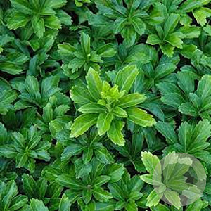 Pachysandra term. 'Green Sheen' GM P9 BIO
