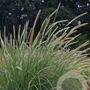Pennisetum macrourum GM P9 BIO