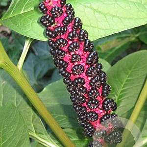 Phytolacca acinosa GM P9 BIO