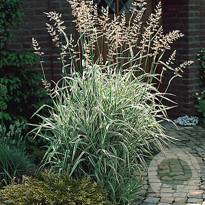Phalaris arund. 'Feesey' GM P9 BIO
