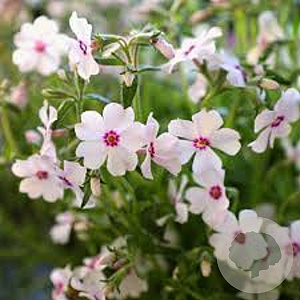 Phlox (S) 'Amazing Grace' GM P9 BIO
