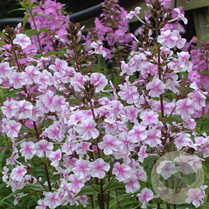 Phlox (M) 'Delta' GM P9 BIO