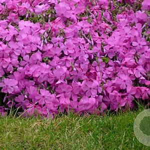 Phlox (S) 'MacDaniel's Cushion' GM P9 BIO