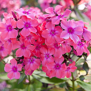 Phlox (P) 'Windsor' GM P9 BIO