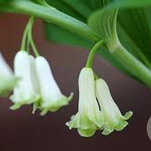 Polygonatum biflorum GM P9 BIO