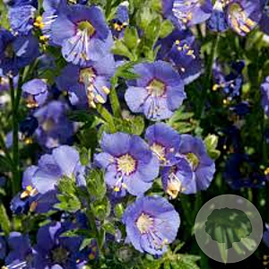 Polemonium caer. 'Bambino Blue' GM P9 BIO