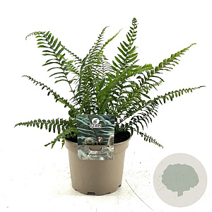 Polystichum munitum GM P9 BIO