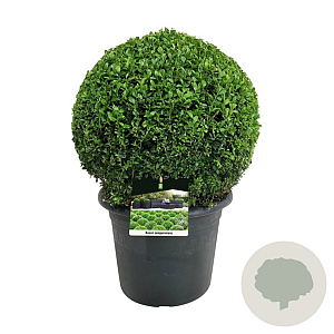 Buxus sempervirens 40-60 cm wortelgoed 3-jarig verplante stekken