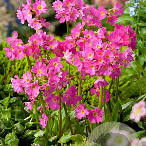Primula rosea 'Grandiflora' GM P9 BIO