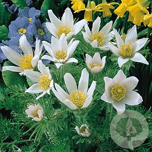 Pulsatilla v. 'Alba' GM P9 BIO