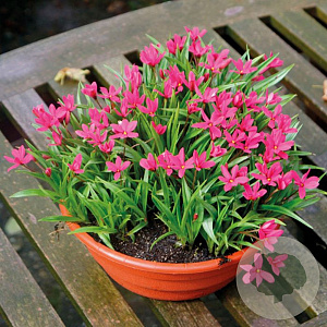 Rhodoxis Fairytale GM P9 BIO
