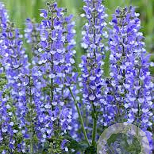 Salvia 'Azure Snow' GM P9 BIO