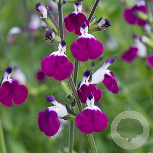 Salvia gr. 'Amethyst Lips' GM P9 BIO