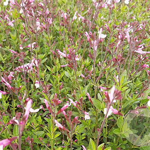 Salvia greggii 'Joy' GM P9 BIO