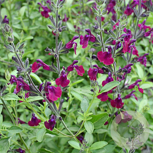 Salvia 'Nachtvlinder' GM P9 BIO