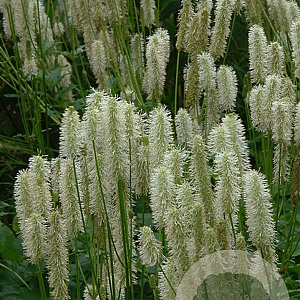 Sanguisorba canadensis GM P9 BIO