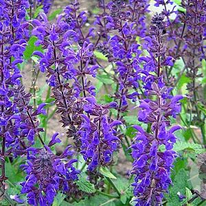 Salvia nem. 'Viola Klose' GM P9 BIO