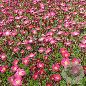 Saxifraga (A) 'Peter Pan' GM P9 BIO