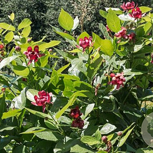 Calycanthus floridus 50-60 cm 10L