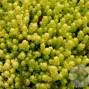 Sedum acre 'Elegans' GM P9 BIO