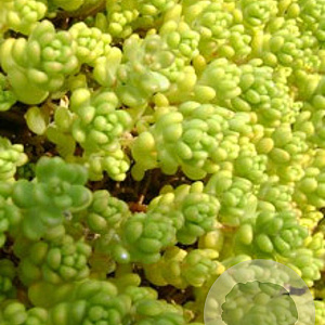 Sedum acre 'Yellow Queen' GM P9 BIO