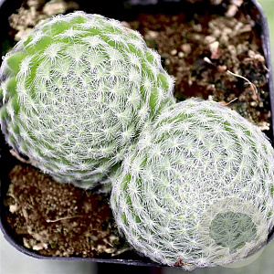 Sempervivum ciliosum borisii GM P9 BIO