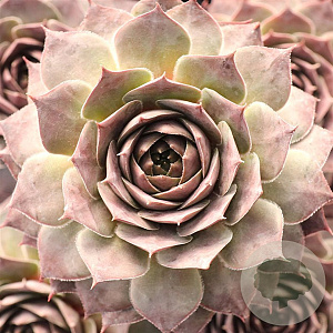 Sempervivum 'Feldmaier' GM P9 BIO
