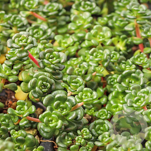 Sedum oreganum GM P9 BIO