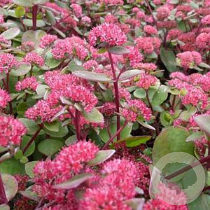 Sedum 'Red Cauli' GM P9 BIO