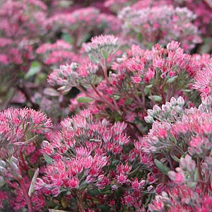 Sedum 'Robustum' GM P9 BIO