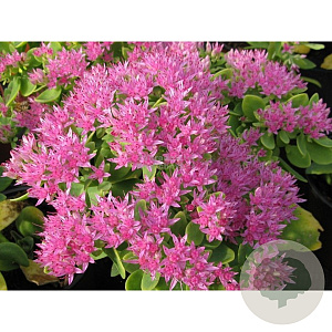 Sedum spectabile 'Carmen' GM P9 BIO