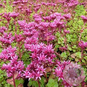 Sedum spurium 'Schorbuser Blut' GM P9 BIO