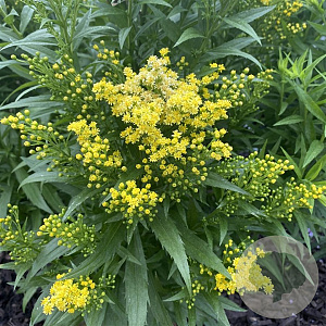 Solidago 'Little Lemon' GM P9 BIO