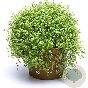 Soleirolia soleirolii GM P9 BIO