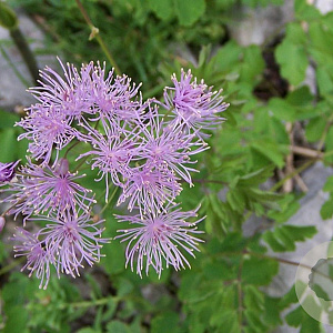 Thalictrum aquilegifolium GM P9 BIO