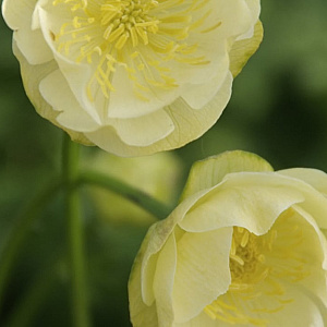 Trollius 'Alabaster' GM P9 BIO