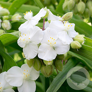 Tradescantia (A) 'Innocence' GM P9 BIO