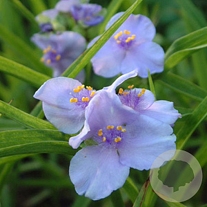 Tradescantia (A) 'Little Doll' GM P9 BIO