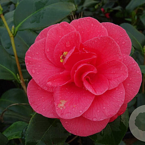 Camellia j. 'Giordano Santorelli' 40-50 cm 3,0L