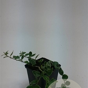 Vinca minor 'Argenteovariegata' GM P9 BIO