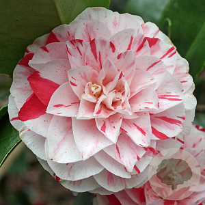 Camellia j. 'Lavinia Maggi' 40-50 cm 3,0L