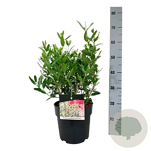 Phillyrea ang. Grand Prix 30-40 cm 6,5L